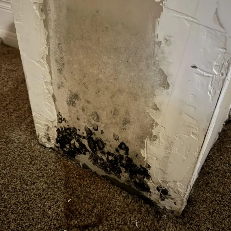 Professional Mold Removal in Paris, AR